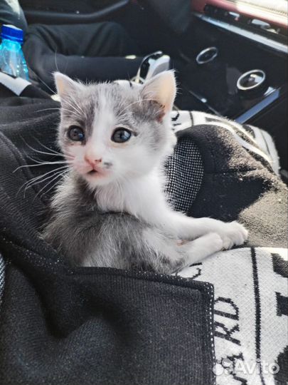 Будущий кот