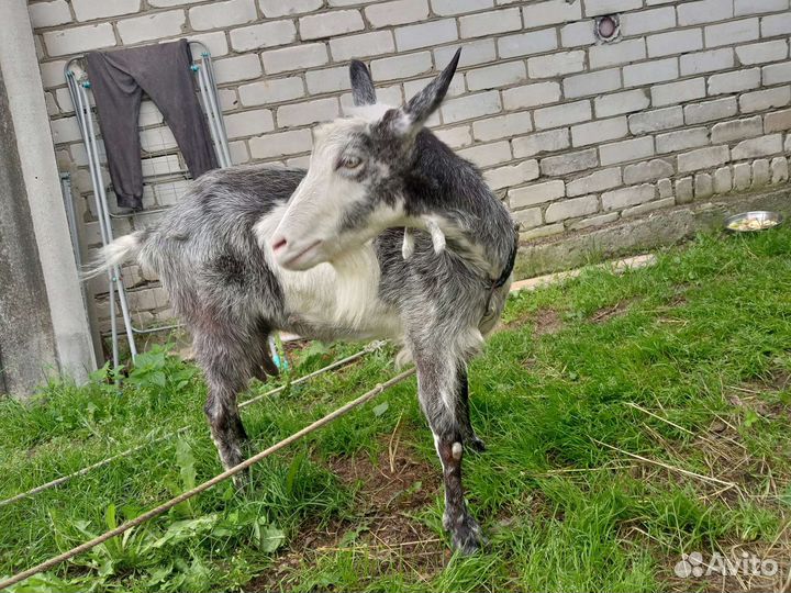 Коза дойная молочная.2,5 года