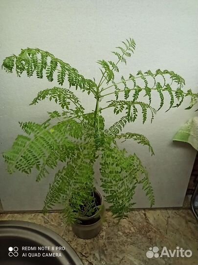 Жакаранда или Фиалковое дерево