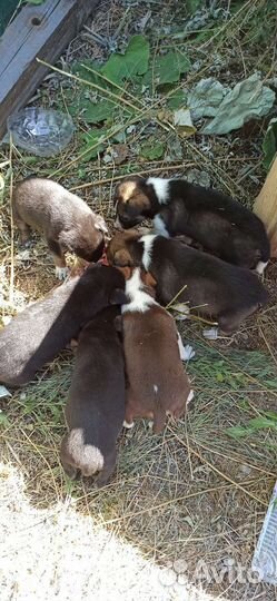Собаки щенки бесплатно в добрые руки
