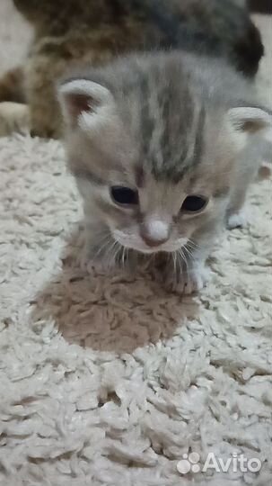 Серенькая кошечка