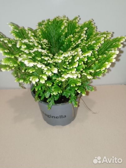 Силагинелла растение