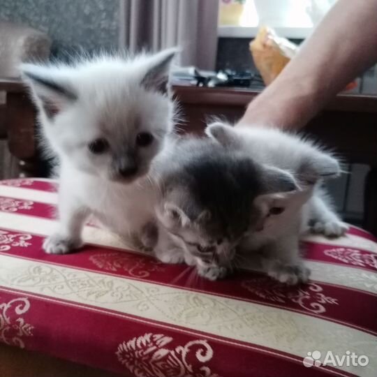 Котята в добрые руки