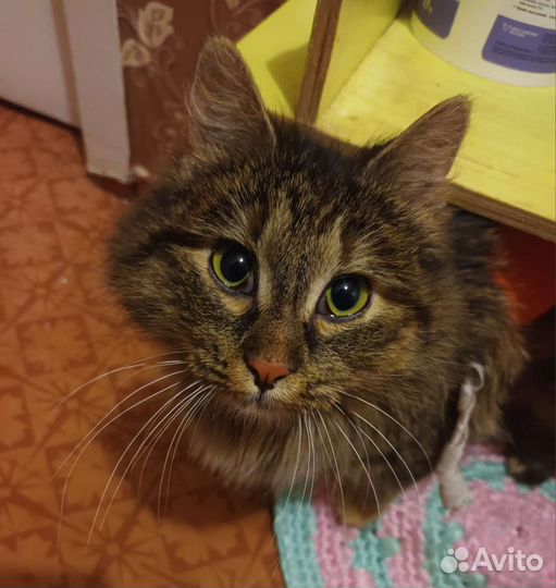 Кошка в добрые руки
