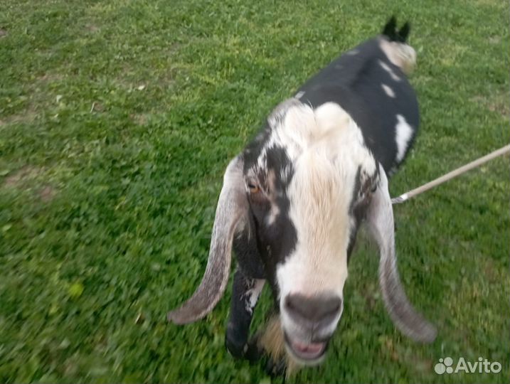 Нубийские козлята, козел на покрытие