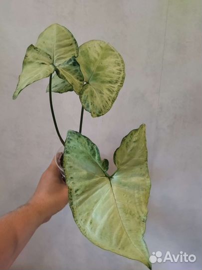 Сингониумы