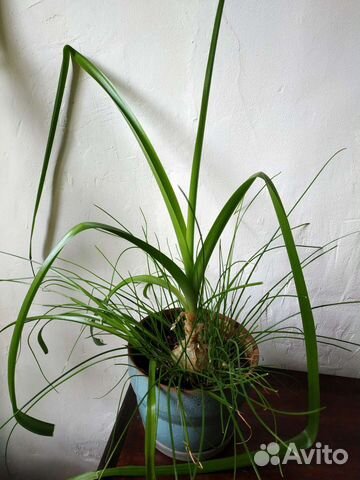 Индийский лук