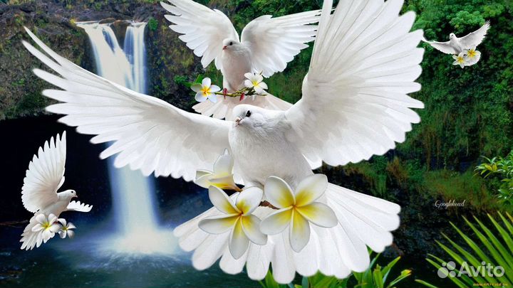 Шикарные лётные голуби