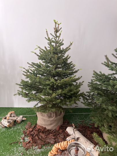 Ель живая для посадки