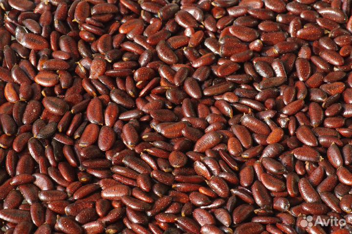 Азимина саженцы и семена крупноплодной формы Почта