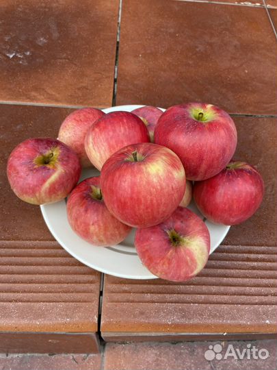 Продам яблоки