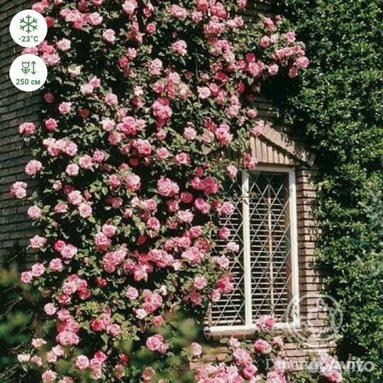 Роза плетистая в горшке