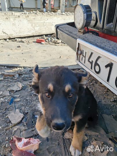 Щенок девочка, в добрые руки