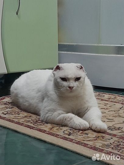 Марсик ищет дом