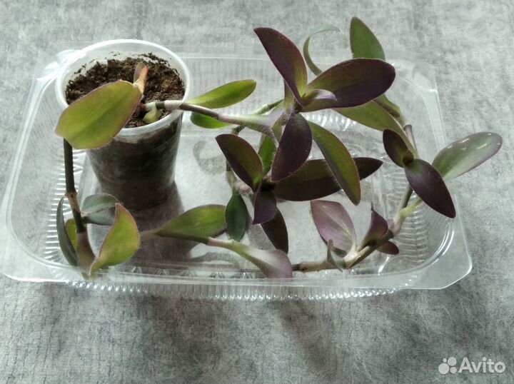 Сеткреазия пурпурная