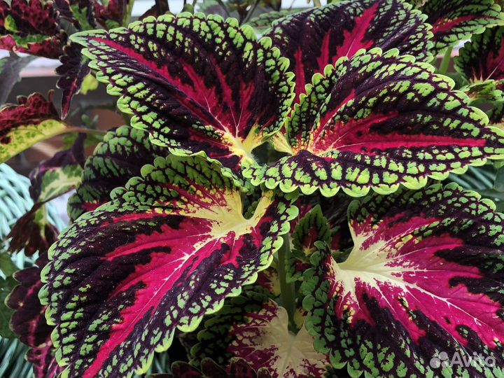 Набор вегетативных растений для сада и балкона