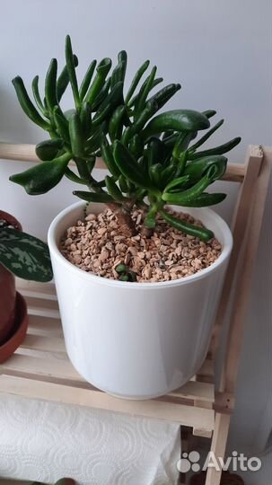 Толстянка крассула хоббит