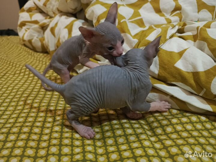 Донской сфинкс котята