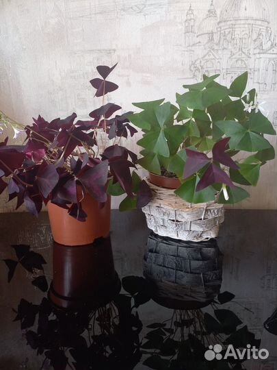 Кислица (оксалис)