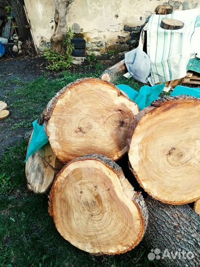 Срез дерева спил торцевой