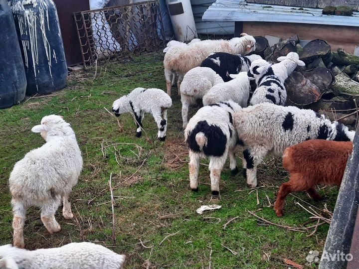 Овцы бараны
