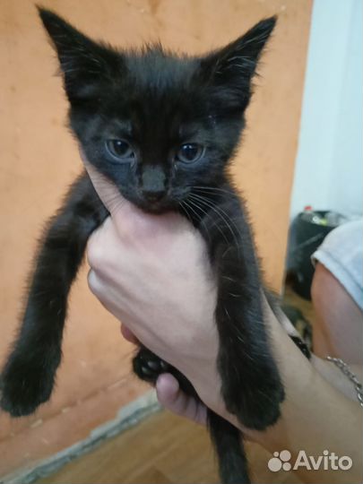 Котенок