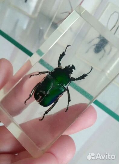 Насекомые и их знакомые