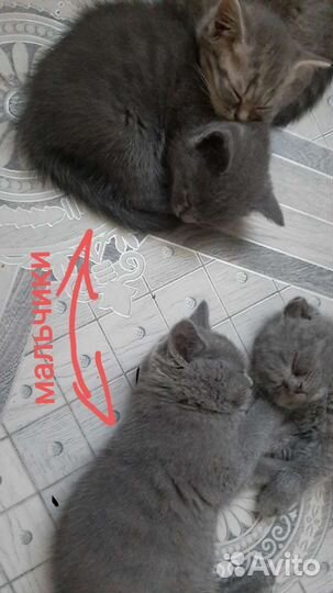 Шотландские котята
