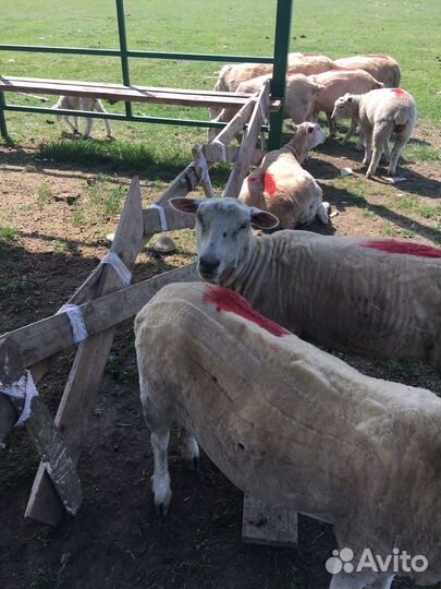 Овцы тексель