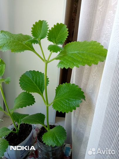 Плектрантус(комнатная мята)