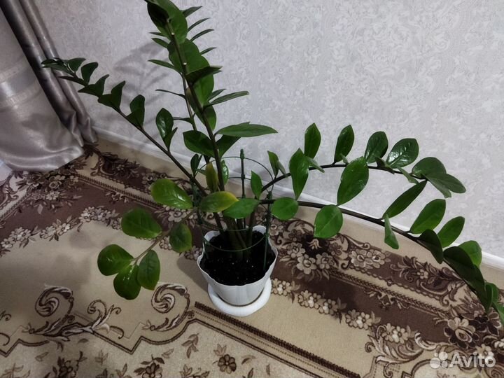 Замиокулькас