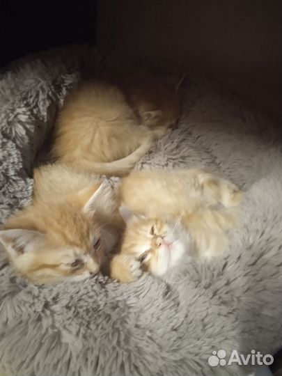Котята рыжики