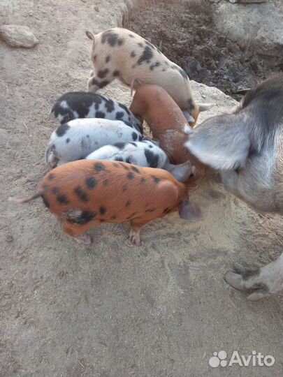 Продаются поросята