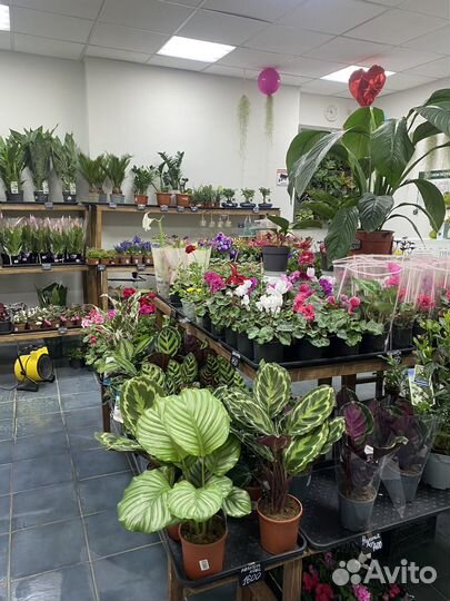 Магазин комнатных растений цветочный магазин
