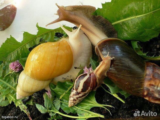 Можно ахатинам дыню. Ахатины и арбуз. Африканская улитка ахатина. Гигантские улитки ахатины. Корм для ахатин.