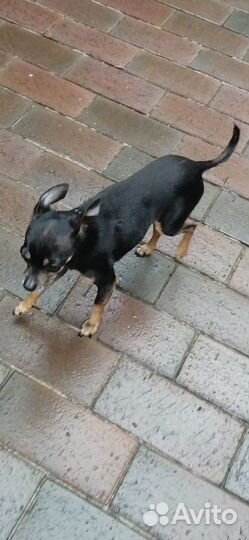 Найдена собака