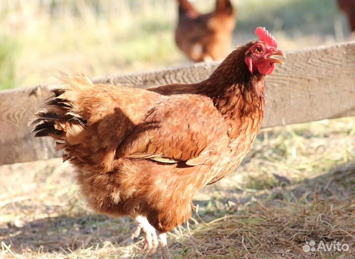 Куры молодки несушки