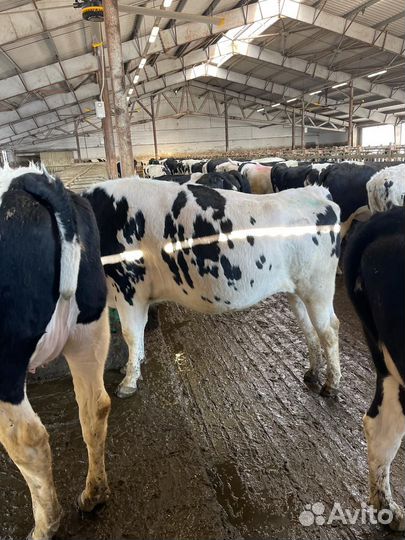 Телки нетели