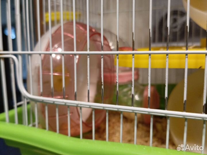 Сирийский хомяк с клеткой