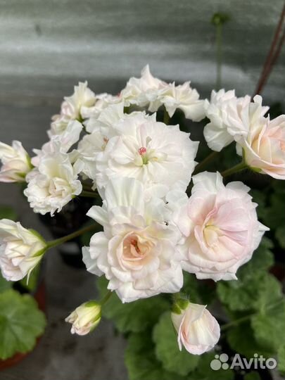 Пеларгонии сортовые