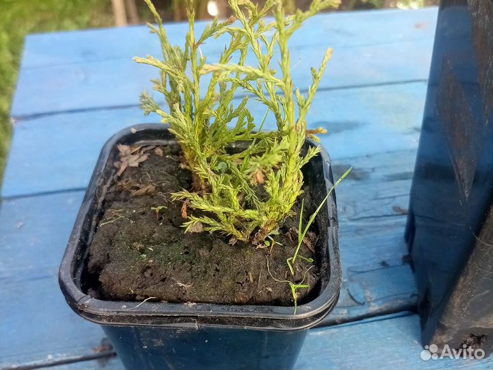 Можжевельник