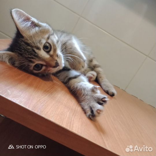 Сиамская кошка