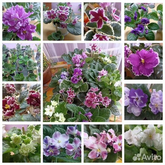 Лист сортовых фиалок