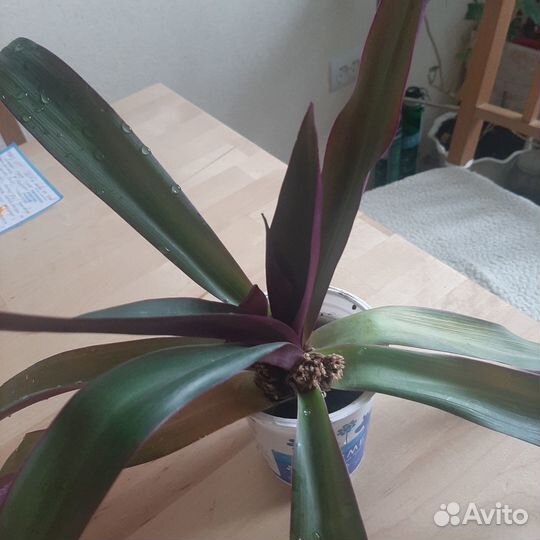 Рео -комнатный цветок