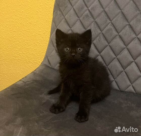 Котята скотиш страйт