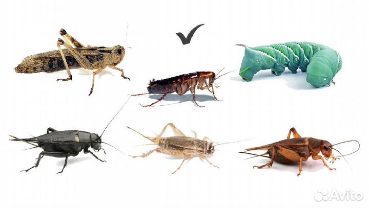 Сверчок, муха, саранча, мучник, зофобас, тараканы