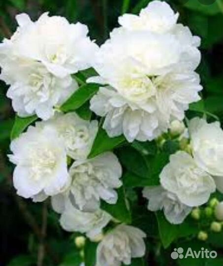 Саженцы сортового махрового жасмина