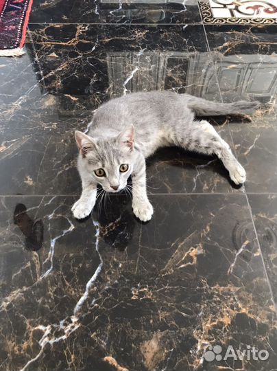 Кошка серая пятнистая