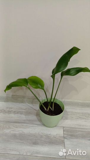 Эухарис амазонская лилия