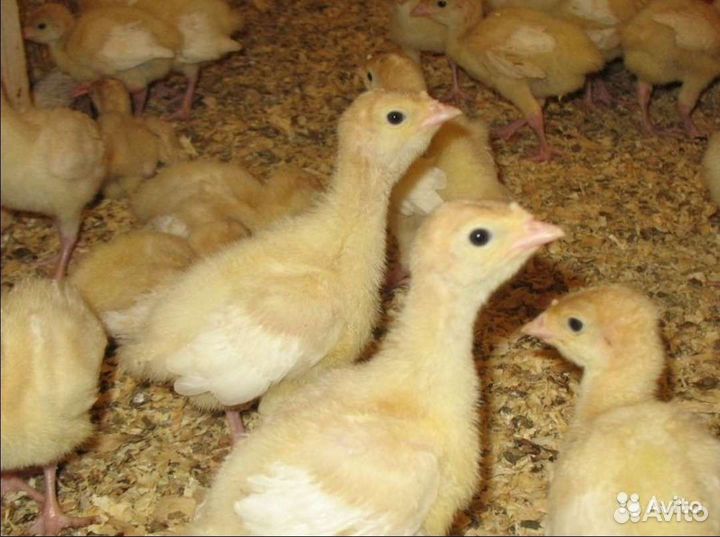 Индюшата суточные